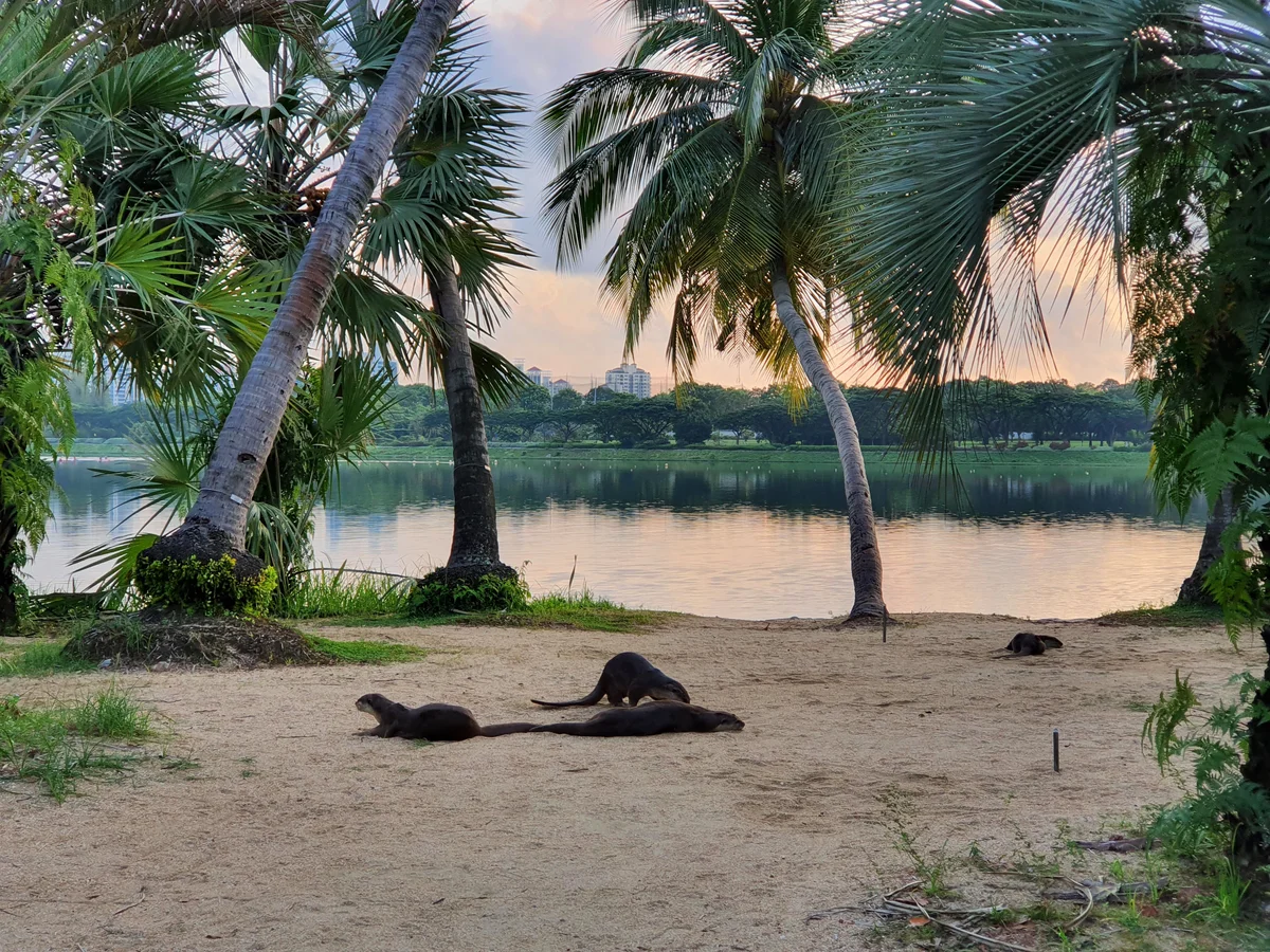 The otters enjoy a sunbath