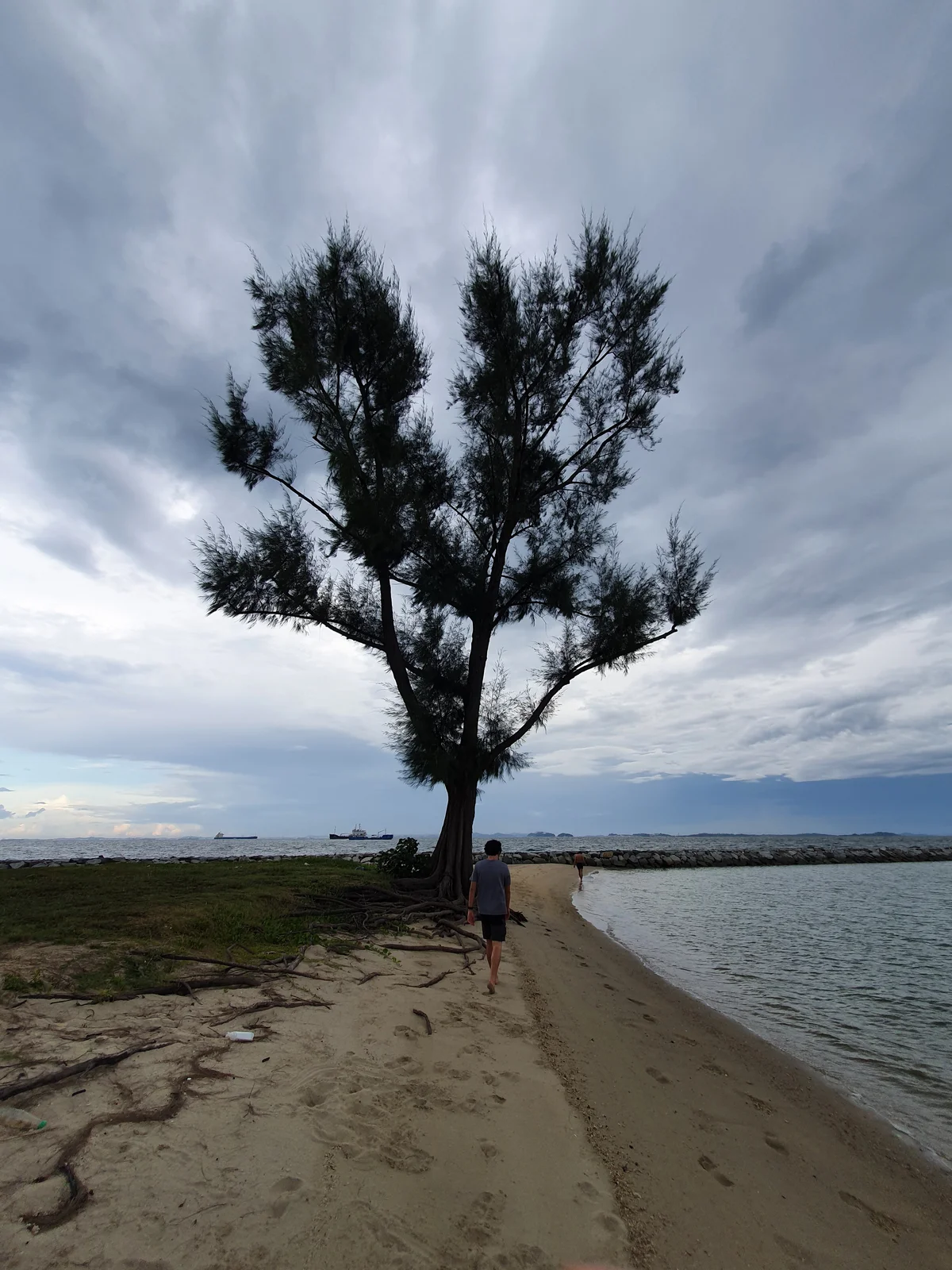 Quang walking towards lonely tree lonelily.