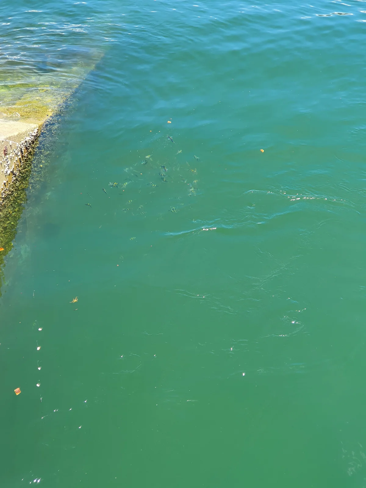 Fishes being fished below the bridge.