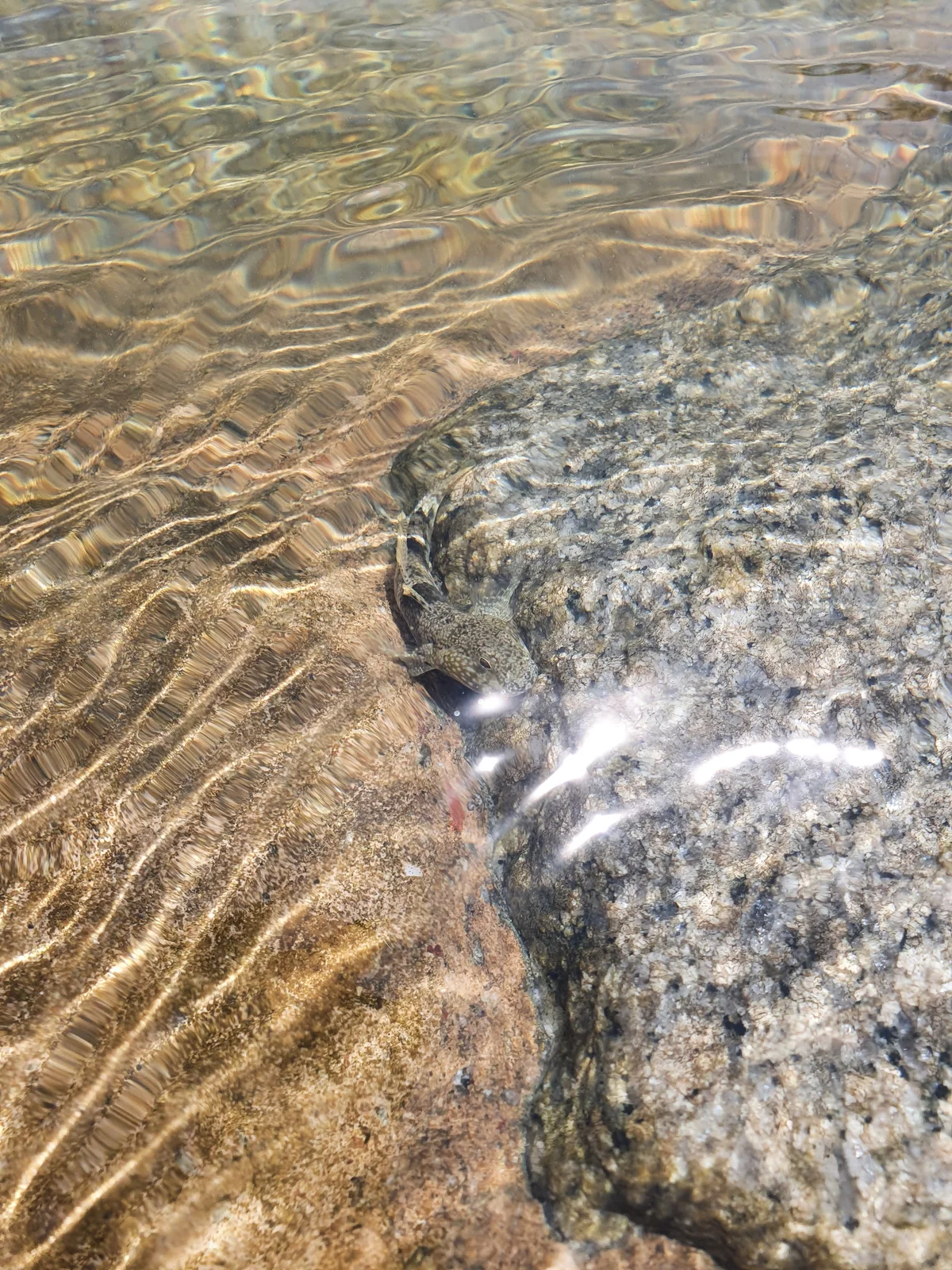 Fish showcasing Kakuremino no Jutsu (the art of camouflage).